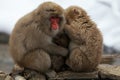 Snow monkeys, macaque, before bathing in hot spring, Nagano prefecture, Japan