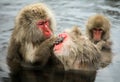 Snow monkeys, macaque bathing in hot spring, Nagano prefecture, Japan