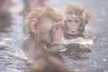 Snow monkeys in a natural onsen (hot spring), located in Jigokudani Park, Yudanaka. Nagano Japan. Royalty Free Stock Photo