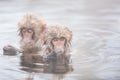 Snow monkeys in a natural onsen (hot spring), located in Jigokudani Park, Yudanaka. Nagano Japan. Royalty Free Stock Photo