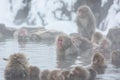 Snow monkeys in a natural onsen (hot spring), located in Jigokudani Park, Yudanaka. Nagano Japan.