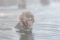 Snow monkeys in a natural onsen (hot spring), located in Jigokudani Park, Yudanaka. Nagano Japan.