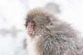 Snow monkeys in a natural onsen (hot spring), located in Jigokudani Park, Yudanaka. Nagano Japan. Royalty Free Stock Photo