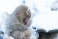 Snow monkeys in a natural onsen (hot spring), located in Jigokudani Park, Yudanaka. Nagano Japan. Royalty Free Stock Photo