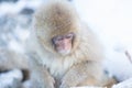 Snow monkeys in a natural onsen (hot spring), located in Jigokudani Park, Yudanaka. Nagano Japan.