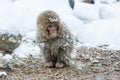 Snow monkeys in a natural onsen (hot spring), located in Jigokudani Park, Yudanaka. Nagano Japan. Royalty Free Stock Photo