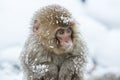 Snow monkeys in a natural onsen (hot spring), located in Jigokudani Park, Yudanaka. Nagano Japan.