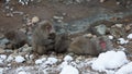 Snow monkeys in a natural onsen (hot spring), located in Jigokudani Park, Yudanaka. Nagano Japan. Royalty Free Stock Photo