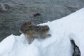 Snow monkeys in a natural onsen (hot spring), located in Jigokudani Park, Yudanaka. Nagano Japan.