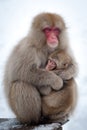 Snow Monkeys in Onsen Royalty Free Stock Photo