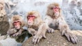 Snow monkeys sitting in a hot spring, Japan. Royalty Free Stock Photo