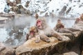 Snow monkeys sitting in a hot spring, Japan. Royalty Free Stock Photo