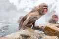 Snow monkeys sitting in a hot spring, Japan. Royalty Free Stock Photo