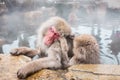 Snow monkeys sitting in a hot spring, Japan. Royalty Free Stock Photo