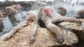 Snow monkeys sitting in a hot spring, Japan. Royalty Free Stock Photo
