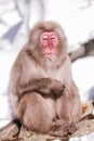 Snow monkeys, which seem to be the oldest in the group, looking at tourists, Jigokudani Monkey Park. Royalty Free Stock Photo