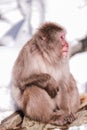 Snow monkeys, which seem to be the oldest in the group, looking at tourists, Jigokudani Monkey Park. Royalty Free Stock Photo