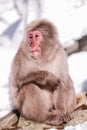 Snow monkeys, which seem to be the oldest in the group, looking at tourists, Jigokudani Monkey Park. Royalty Free Stock Photo