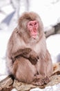 Snow monkeys, which seem to be the oldest in the group, looking at tourists, Jigokudani Monkey Park. Royalty Free Stock Photo