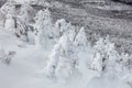 Snow monster or snow frosted trees at Mount Hakkoda.