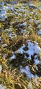 Snow on the moss in the forest in winter