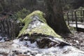 Snow on a mossy log