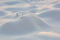 Snow mounds. Erotic snow dunes in the Ukrainian snowy woods evening with soft warm light of sunset Klevan Ukraine. Royalty Free Stock Photo