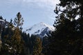 Snow Mountain with Blue Sky framed in pine trees. Royalty Free Stock Photo