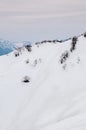 Snow mountain and dry tree in Tateyama Kurobe Alpine Route, view