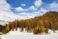 Snow mountain with last yellow color from larch trees Royalty Free Stock Photo