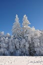 Snow mountain trees