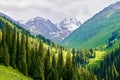 The snow mountains and forest in the high mountain meadow of Nalati grassland Royalty Free Stock Photo