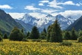 Snow Mountains Green Trees Yellow Flowers Royalty Free Stock Photo