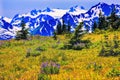 Snow Mountains Purple Lupine Evergreen Hurricane Ridge Olympic Royalty Free Stock Photo