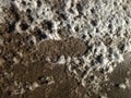 Snow, mud and small footsteps Royalty Free Stock Photo