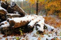 Snow and mushrooms coated tree trunks