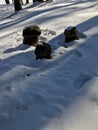 Snow mushrooms