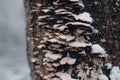 Snow on mushrooms on tree on cold winter day
