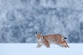 Snow nature. Lynx face walk. Winter wildlife in Europe. Lynx in the snow, snowy forest in February. Wildlife scene from nature,