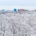 Snow oak trees in woods and city in winter day