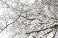Snow ornament made of tree branches after a snowfall. Winter texture, natural background, Royalty Free Stock Photo