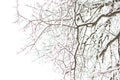 Snow ornament made of tree branches after a snowfall. Winter texture, natural background, Royalty Free Stock Photo