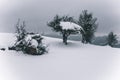 Snow over a tree on winter field under the clouds