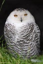 Snow owl Royalty Free Stock Photo