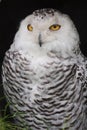 Snow owl