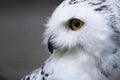 Snow-owl Royalty Free Stock Photo