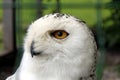 Snow owl Royalty Free Stock Photo
