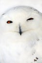 Snow owl