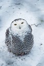 Snow owl Royalty Free Stock Photo