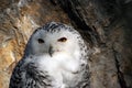 Snow owl portrait in the sun Royalty Free Stock Photo